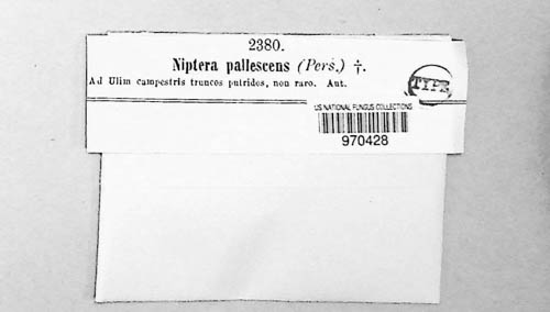 Bispora pallescens image